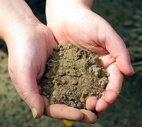Image result for pic of handful of dirt