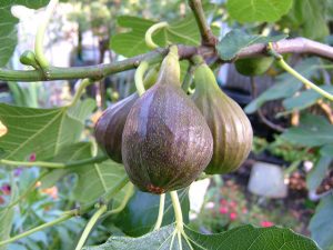 figs.Anthony Masi.cc