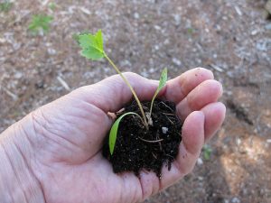 the love of gardening