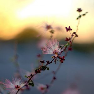 desert flower