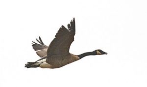 flying goose